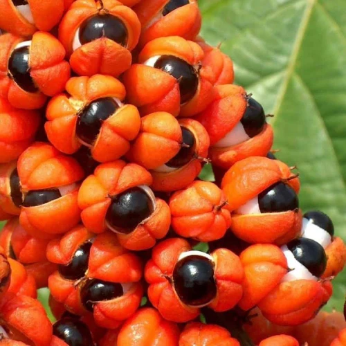 گوارانا